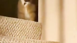A cat defeats a drone in one blow