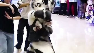 La Mascotte danse
