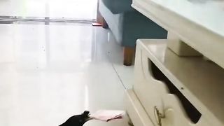 Bird Collect money