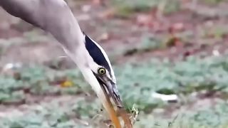 Bird nature heron
