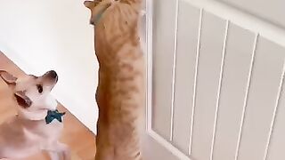 Chat et chien amusants ❤️