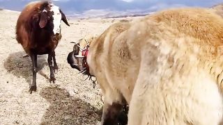 Dog love whit goat