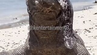 Komodo Dragon