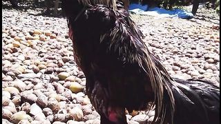 The Legend Rooster