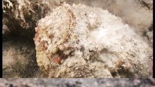 Dangerous  animal stone fish in the world