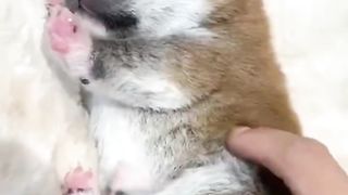 Cat And Pupy Cute Moment # 1