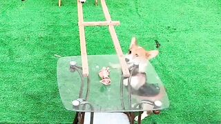 Pets challenge
