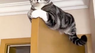 Funny Cat Videos Beautiful Cat funnyvideos 3