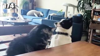 Funny Animals 36