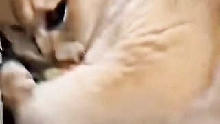 the behavior of some cute cats