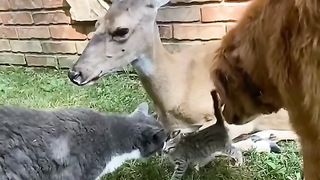 For dog 3