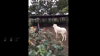 Try to not laugh #funny-moment