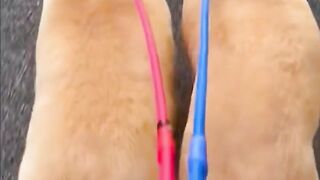 Funny video clip funny animals