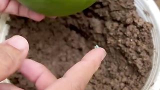 How to grow grapefruit in a special root juice