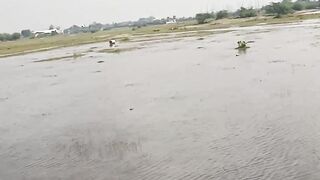 Barish 12