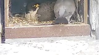 Nice video eagles