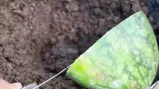 Special Skills Grafting jackal branches in Watermelon with eggs Get lots of fruit