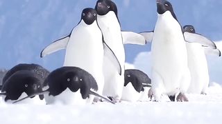 Cute animal