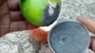 a new technique of planting and propagating mango-apple hybrid trees.