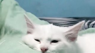Sehebat itu kah mpuss????