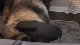 I would die laughing for these Hilarious Dogs ????