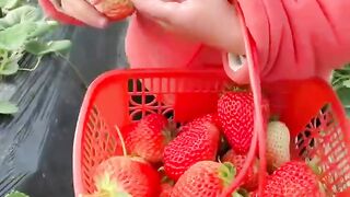 Pick fresh Strawberry fruit #pickingfruit #fruitgarden