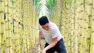 Let's Having A Good Feel Of The Sugarcane #satisfying #