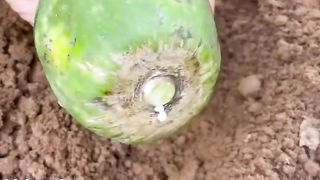 Best papaya grafting techniques With carabao juice Roots