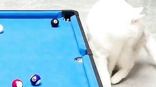 Funny pet 8