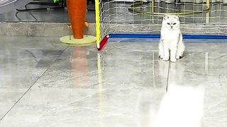 Funny cat 224