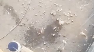 Funny Animal Videos 21
