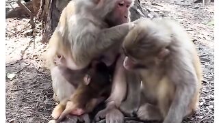 Funny Monkey Viral Video 36