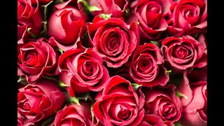 "Love's Dance: Expressions of Devotion"