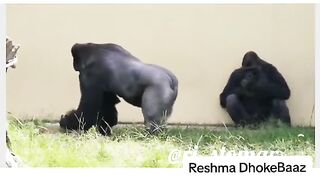 Funny Monkey Viral Video 33