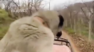 Funny Dog Viral Video 15