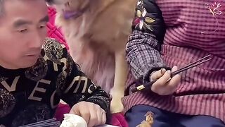 Funny dog video 8