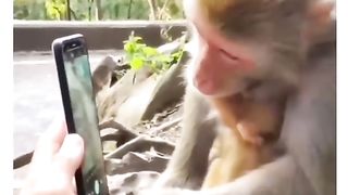 Funny Monkey Viral Video 34
