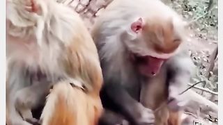 Funny Monkey Viral Video 35