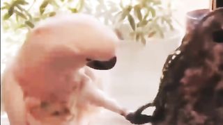 Funny Parrot Viral Video 2