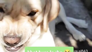 Funny Dog Viral Video 16