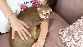 The cat protects the child