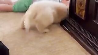 Puppy meets baby