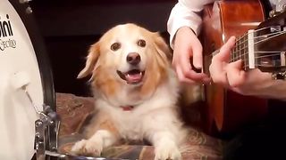 Funny | Drum Dog Grooves: When Canines Find Their Beat! | FunFM