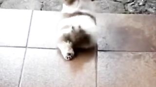New Funny Videos ????Cutesr Cats and Dogs ????Funny Cats And Dogs Try Not To Laugh