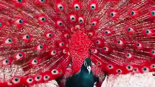 Cara Burung Merak Memamerkan Bulunya_ Tampilan Ritual Kecantikan dan Kawin yang Menakjubkan.