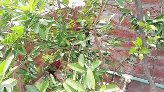 اج کے سوال کا جواب اور کون سا پودا ہمارا ہوا صحیح ہو گیا