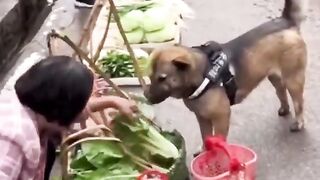 The doggy goes shopping!