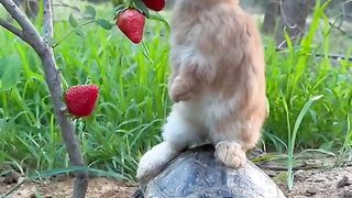 Rabbit and Turtle