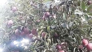 Home garden fruits.yellow and pink.