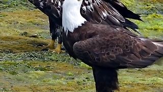 EAGLE PREPARE TO ATTACK
